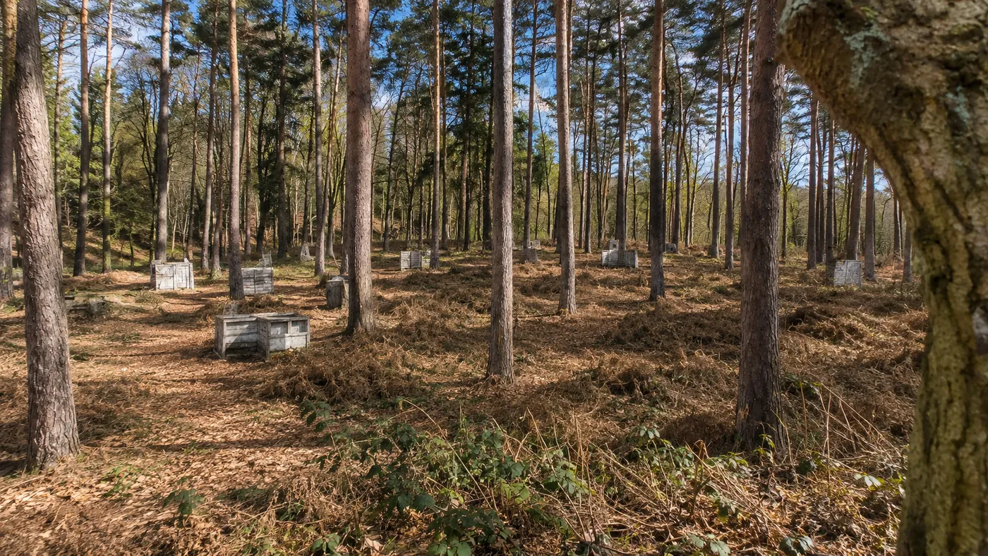 Le terrain au printemps sous un ciel bleu, bunkers en bois répartis entre les fougères